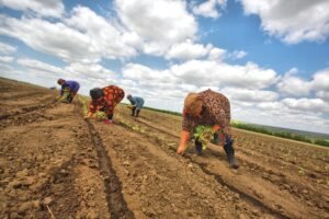 Wilder, Idaho Community Gathers to Honor Farmworker Legacy at Annual Appreciation Event