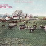 Cattle on a ranch